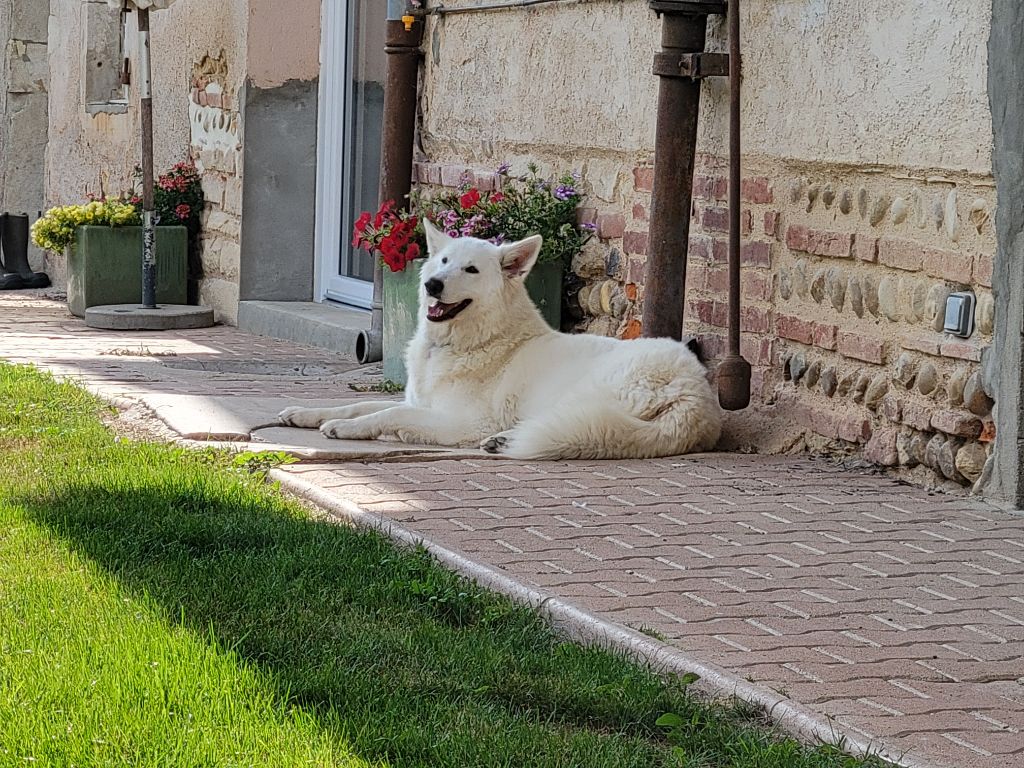 Stark sansa Du Clos De L'arboux