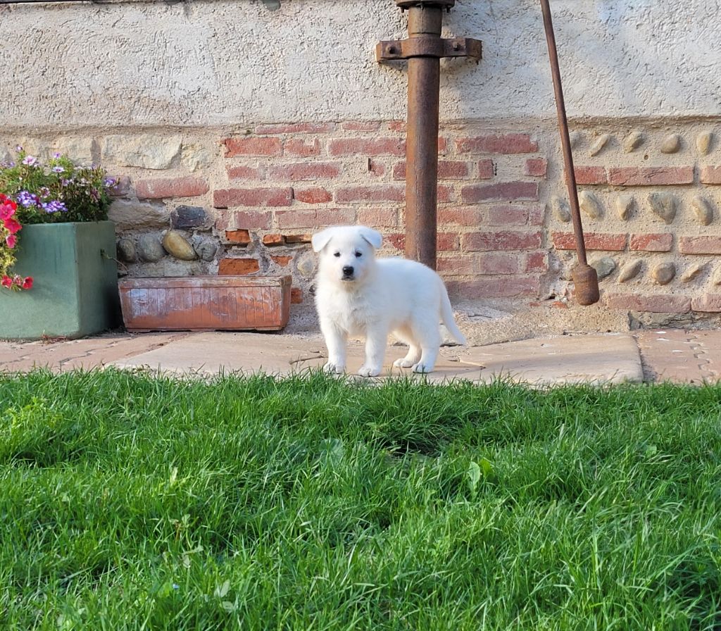 Du Clos De L'arboux - Chiot disponible  - Berger Blanc Suisse