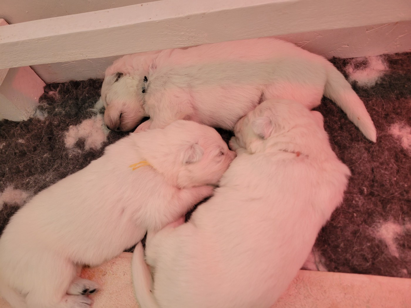 Chiot Berger Blanc Suisse Du Clos De L'arboux