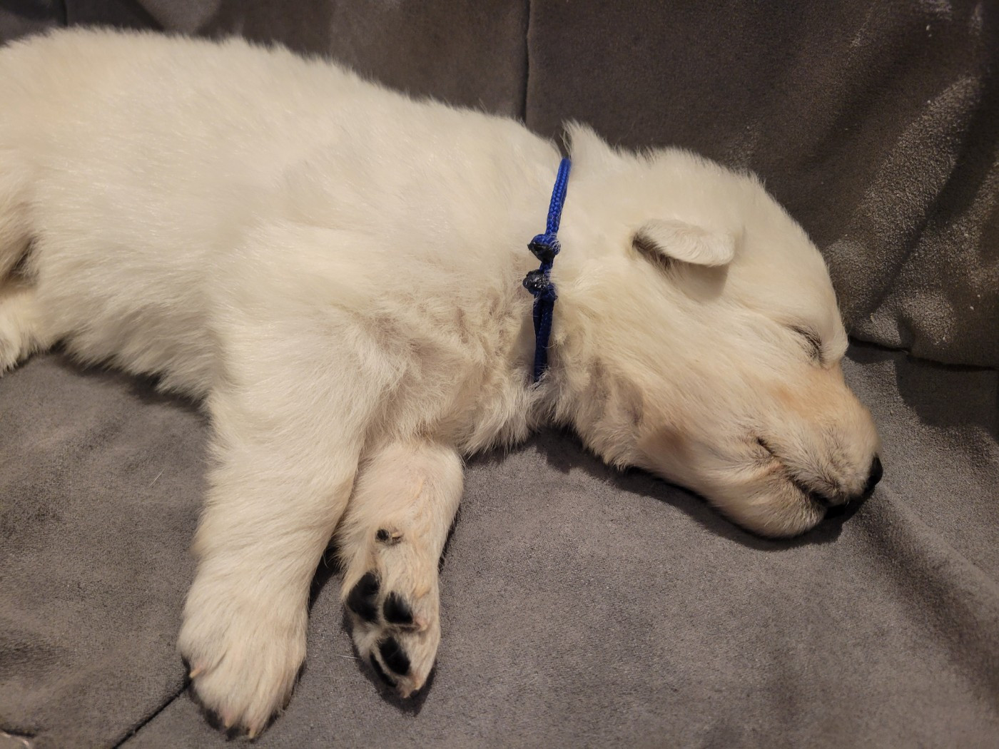 Du Clos De L'arboux - Chiots disponibles - Berger Blanc Suisse