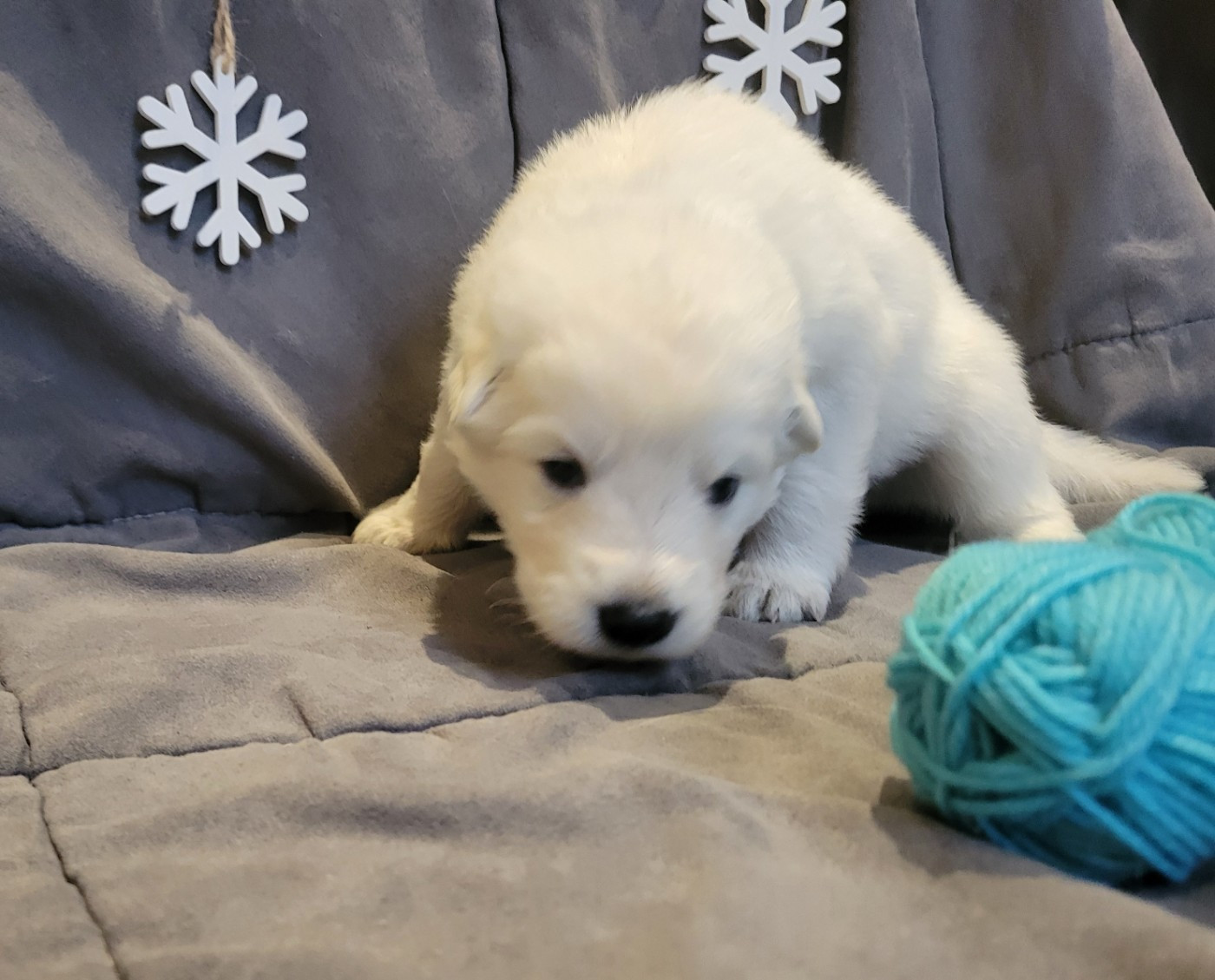 Du Clos De L'arboux - Chiots disponibles - Berger Blanc Suisse