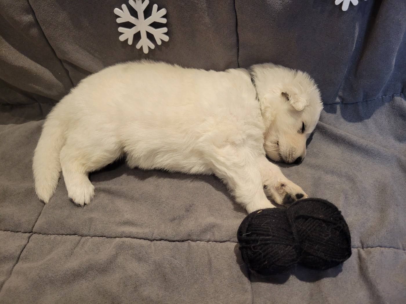 Du Clos De L'arboux - Chiots disponibles - Berger Blanc Suisse