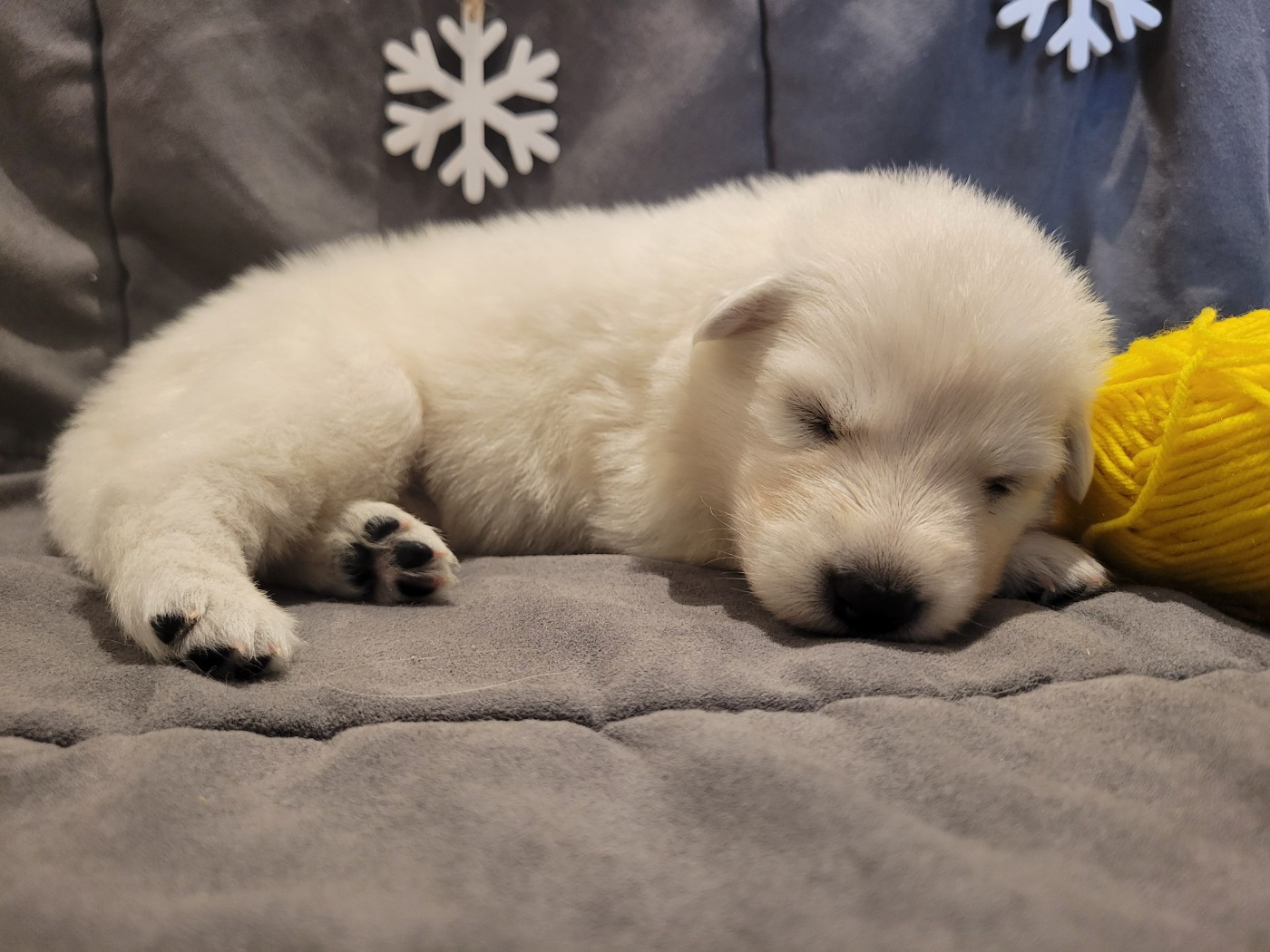 Du Clos De L'arboux - Chiots disponibles - Berger Blanc Suisse