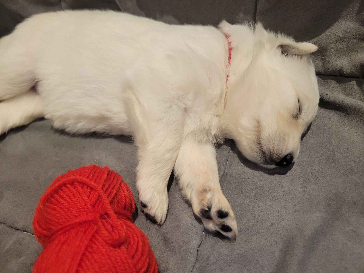 Du Clos De L'arboux - Chiots disponibles - Berger Blanc Suisse