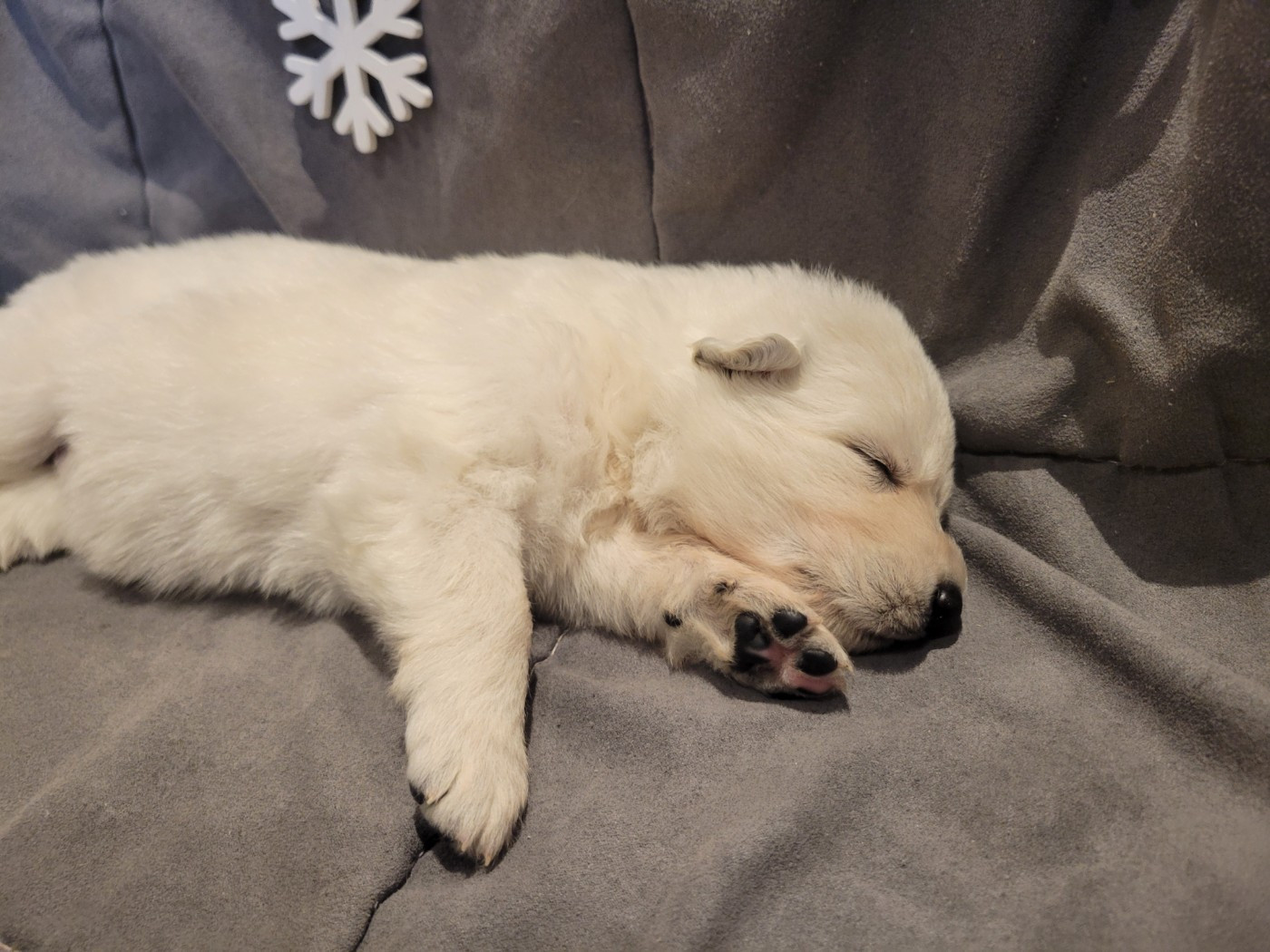 Du Clos De L'arboux - Chiots disponibles - Berger Blanc Suisse