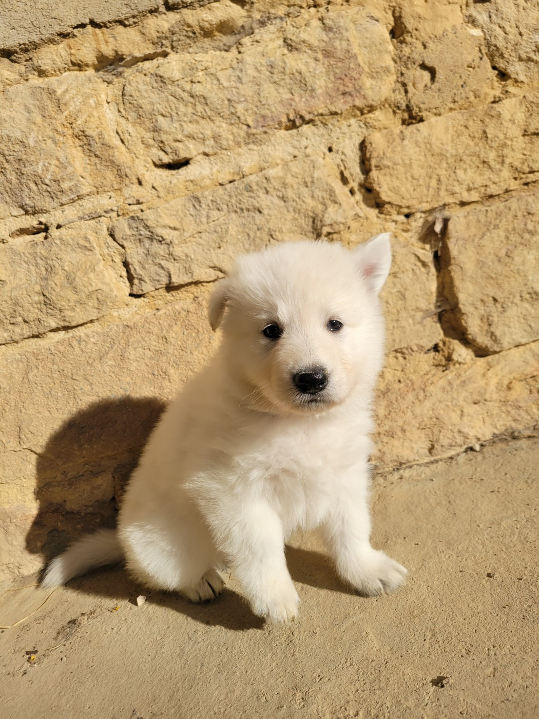 Du Clos De L'arboux - Chiots disponibles - Berger Blanc Suisse