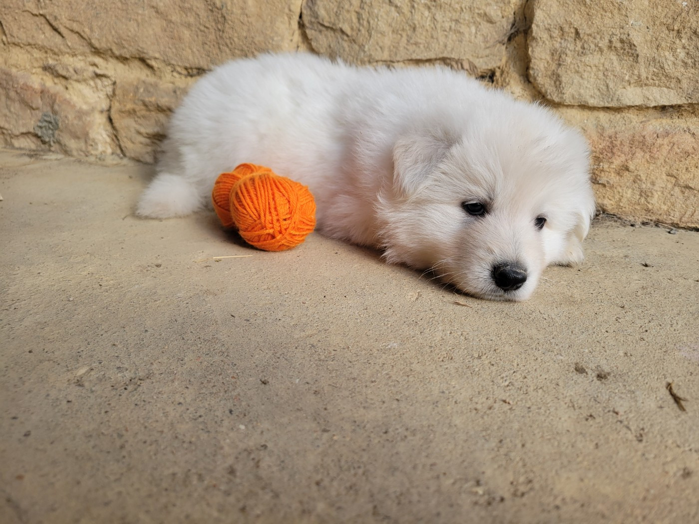 Du Clos De L'arboux - Chiots disponibles - Berger Blanc Suisse