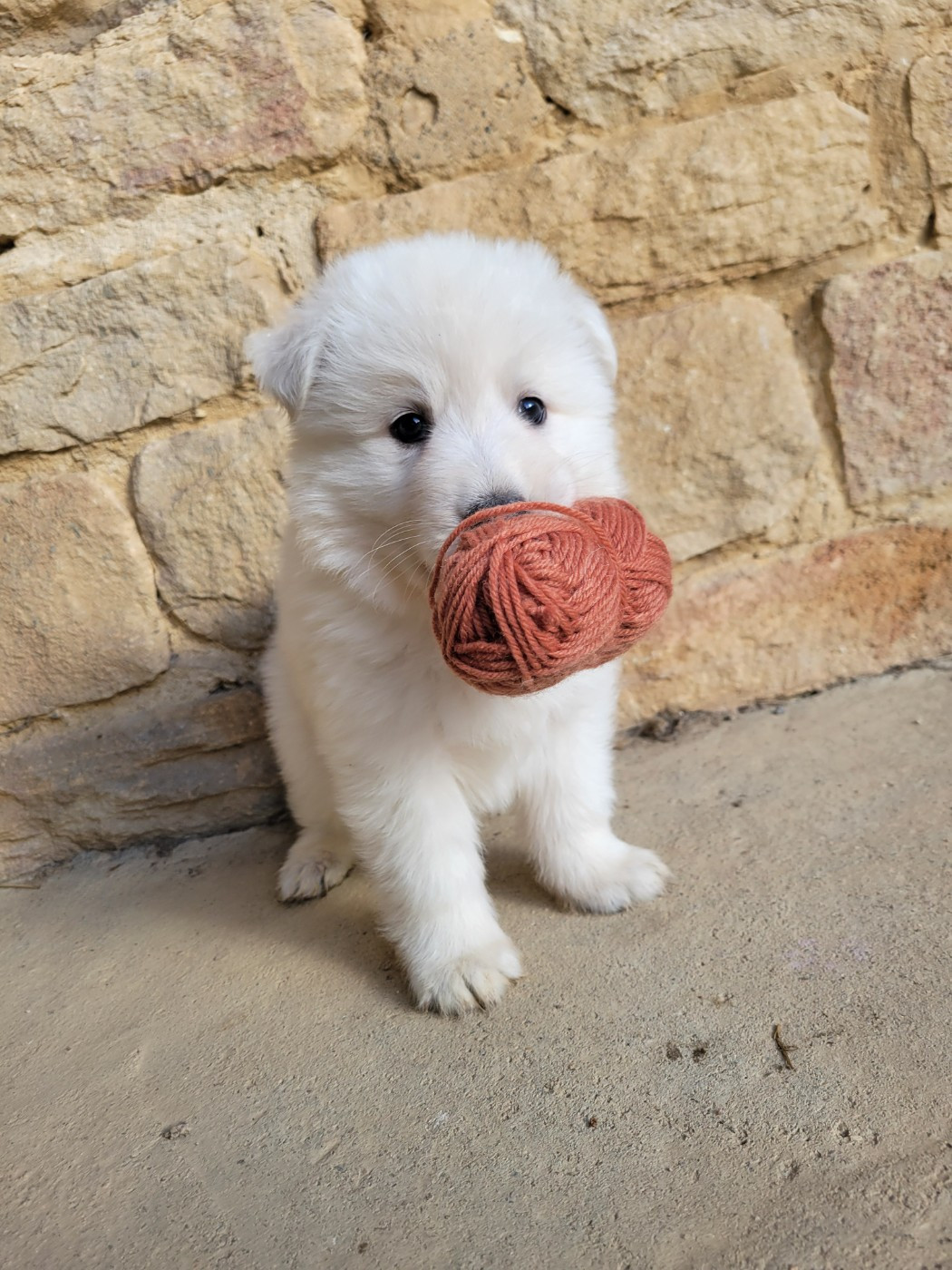 Du Clos De L'arboux - Chiots disponibles - Berger Blanc Suisse