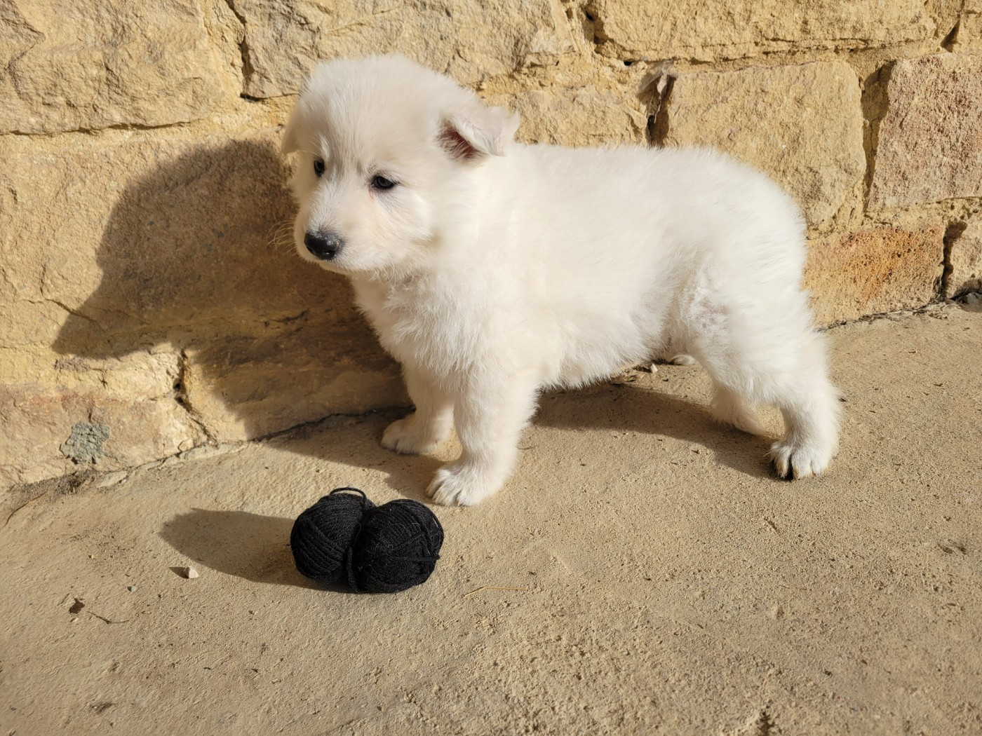 Du Clos De L'arboux - Chiots disponibles - Berger Blanc Suisse