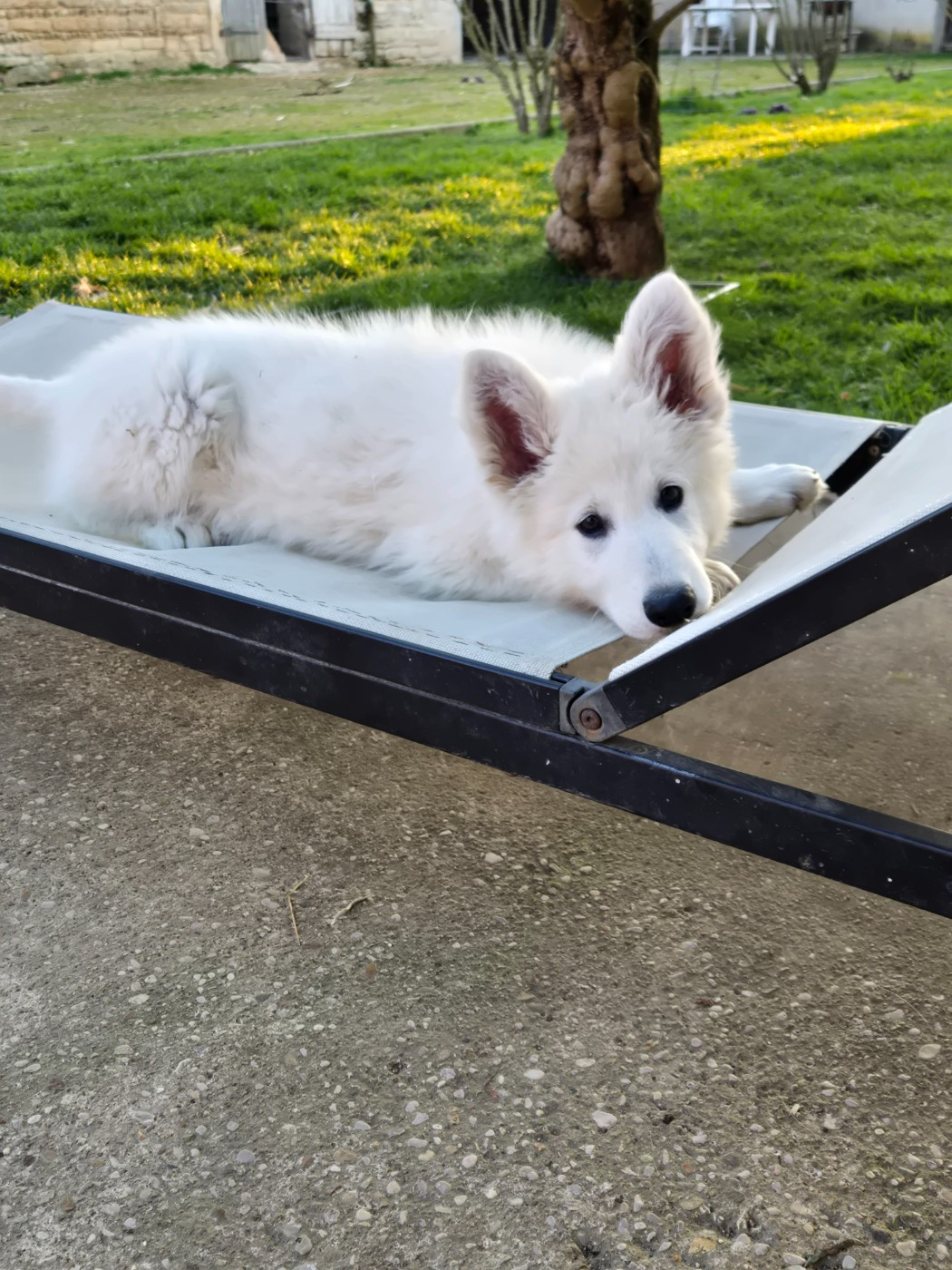 Du Clos De L'arboux - Chiots disponibles - Berger Blanc Suisse