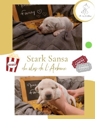 Stark Sansa du clos de l'Arboux