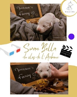 Swan Bella du clos de l'Arboux